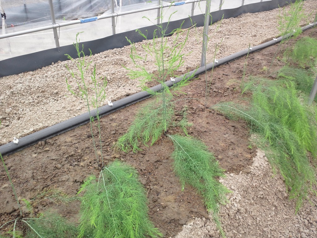 アスパラガス 定植から1カ月後 パイオニアエコサイエンス園芸種子部西日本web事業所 ひとり所長のつぶやき