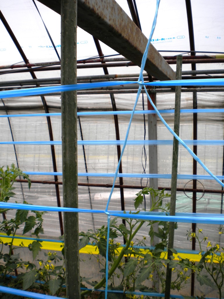 トマトの誘引方法 パイオニアエコサイエンス園芸種子部西日本web事業所 ひとり所長のつぶやき