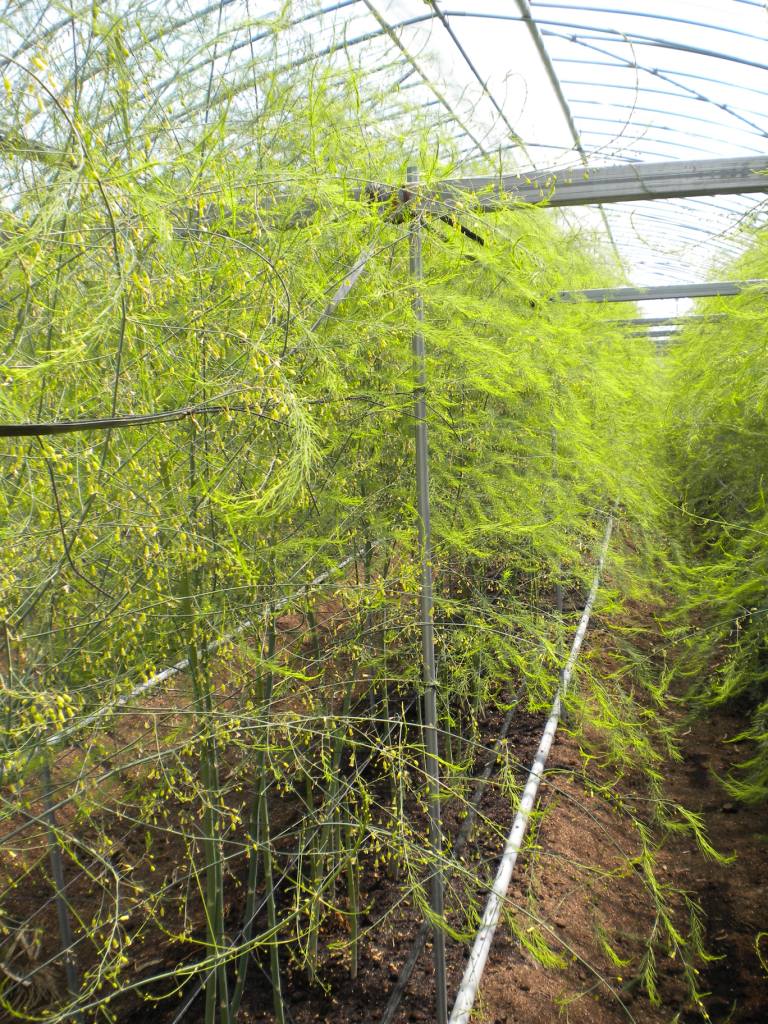 アスパラガス 立茎中 パイオニアエコサイエンス園芸種子部西日本web事業所 ひとり所長のつぶやき
